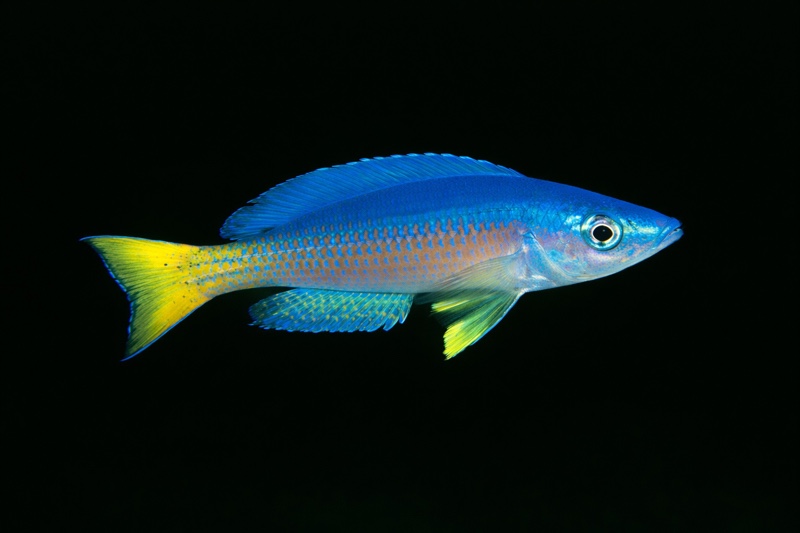 Cyprichromis leptosoma 'Bulu Point'